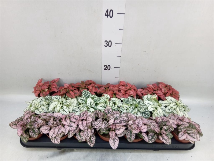 <h4>Hypoestes phyllo.   ...mix</h4>