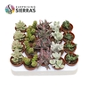 Sierra's® - Barcelona Succulent Mix (Collection)