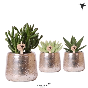 Kolibri Greens Succulenten mix in Luxury pot silver