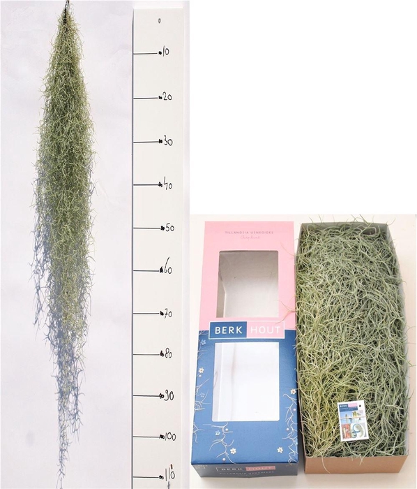 <h4>Tillandsia Usneoides 100cm</h4>