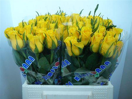 <h4>R Gr Moonwalk</h4>