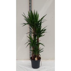 Yucca 34Ø 180cm 3Head