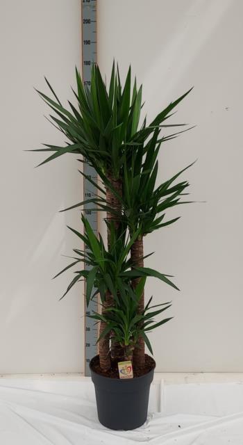 Yucca 34Ø 180cm 3Head