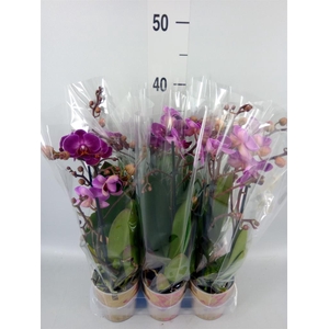 Phalaenopsis multi. 'Ant Morelia'