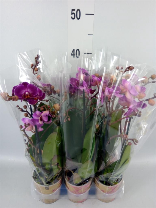 <h4>Phalaenopsis multi. 'Ant Morelia'</h4>