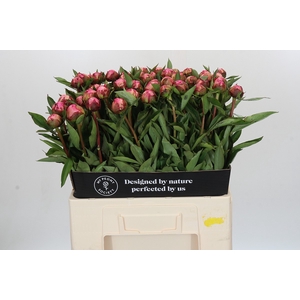 Paeonia Dr A Fleming