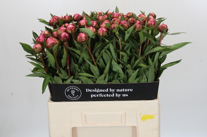 Paeonia Dr A Fleming