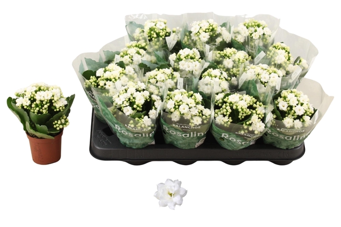 <h4>KAL GE DON DIONE</h4>