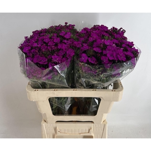 DI BARB AMAZON PURPLE