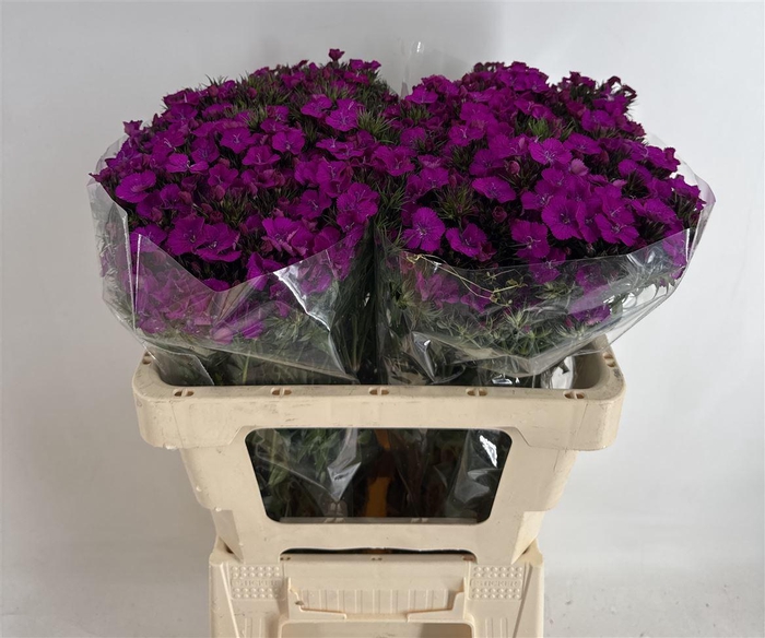 <h4>DI BARB AMAZON PURPLE</h4>