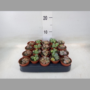 Lithops sp.