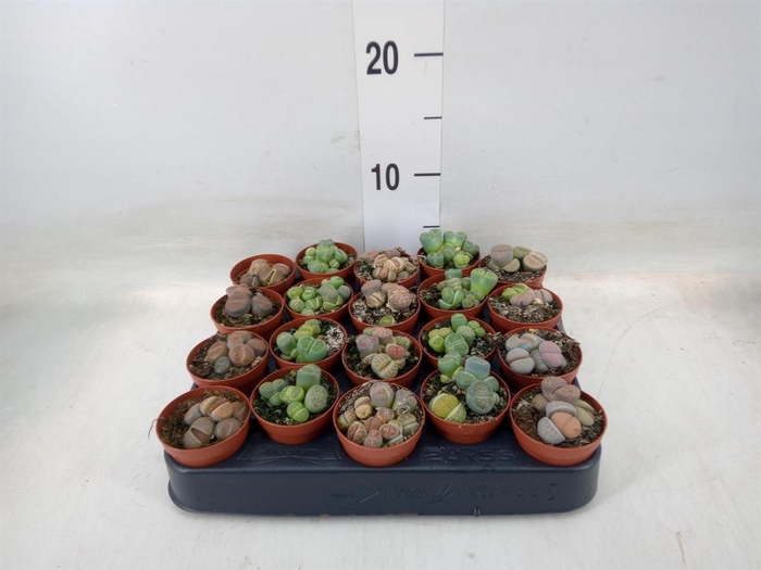 <h4>Lithops sp.</h4>