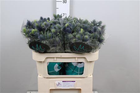 <h4>Eryn Supernova Qstar</h4>