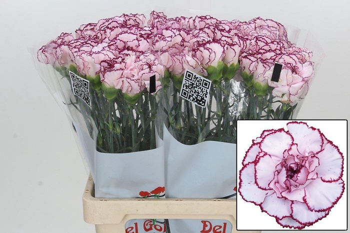 <h4>DI ST MUDAH</h4>