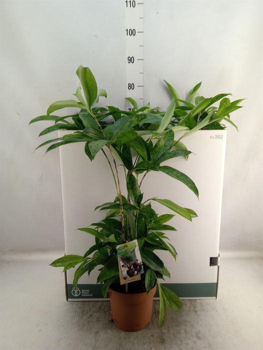 <h4>Dracaena surculosa</h4>