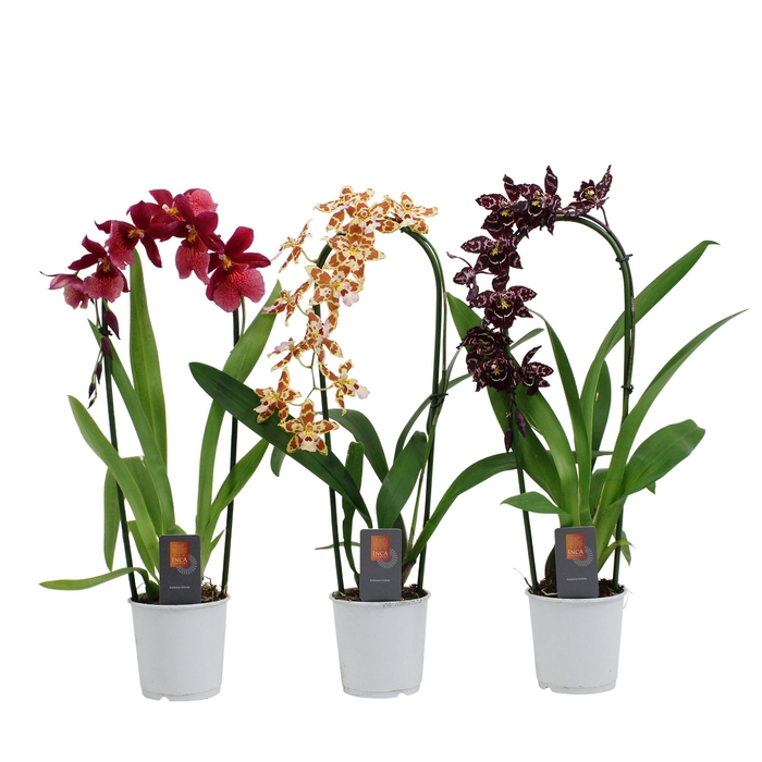 <h4>Inca Cambria mix cascade 9cm</h4>