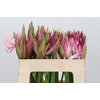 Nerine Mix