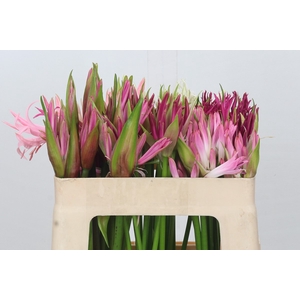 Nerine Mix