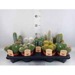 Cactus   ...mix