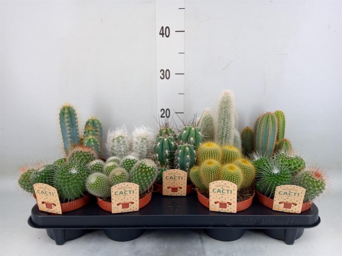 <h4>Cactus ...mix</h4>