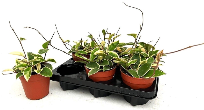 <h4>HOYA C KRIMSON QUEEN</h4>