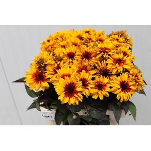 Heliop Yellow Spider