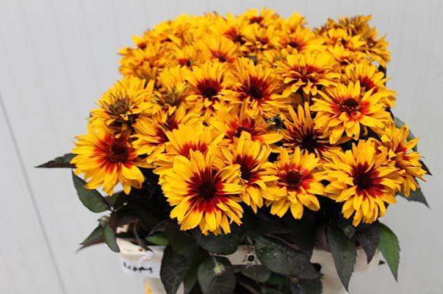 <h4>Heliop Yellow Spider</h4>