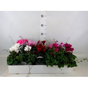 Arr.  Cyclamen L%