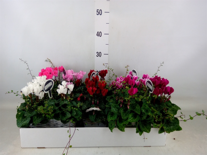 <h4>Arr.  Cyclamen L%</h4>