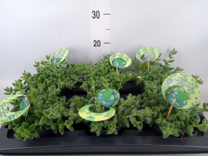 <h4>Delosperma echinatum</h4>