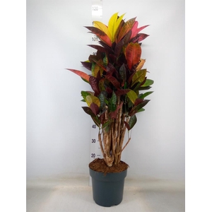 Codiaeum var. KL 'Mrs Iceton'