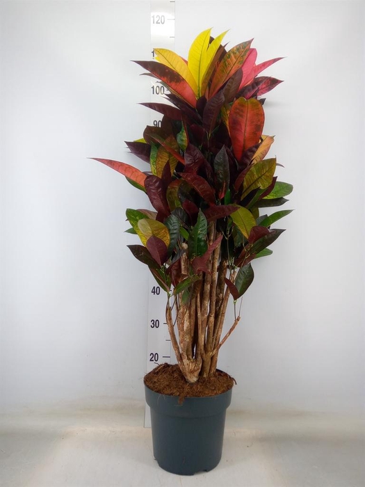 <h4>Codiaeum var. KL 'Mrs Iceton'</h4>