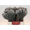 Kaaps Groen Silver Brunia