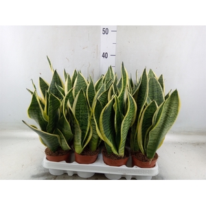 Sansevieria trifa. 'Futura Superba'