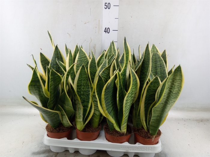 <h4>Sansevieria trifa. 'Futura Superba'</h4>