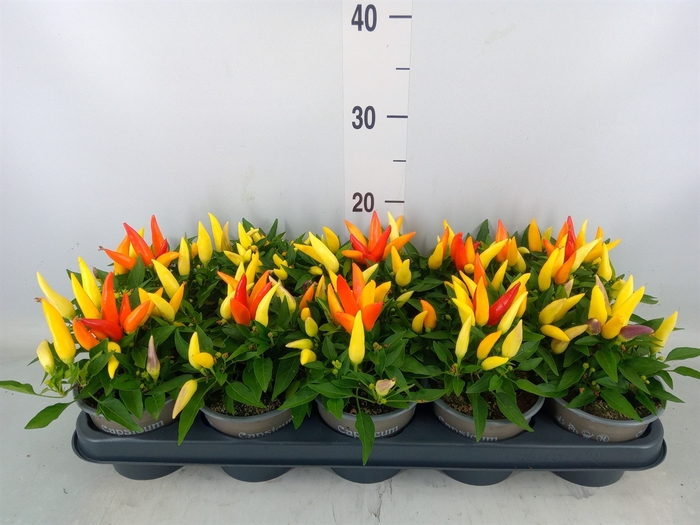 <h4>Capsicum annuum 'Joker'</h4>