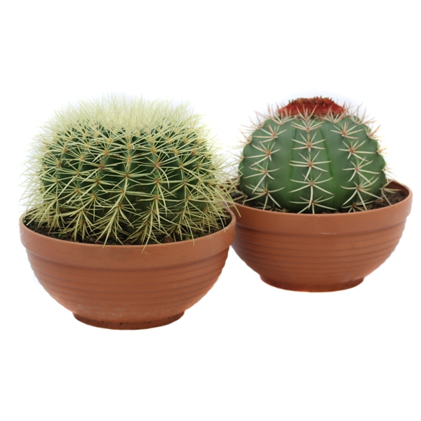 <h4>Cactus canarias schaal 23 cm</h4>