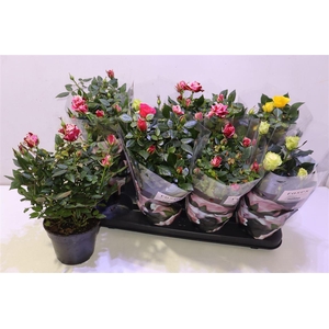 Ro Pat-hit Gem 4 Srt