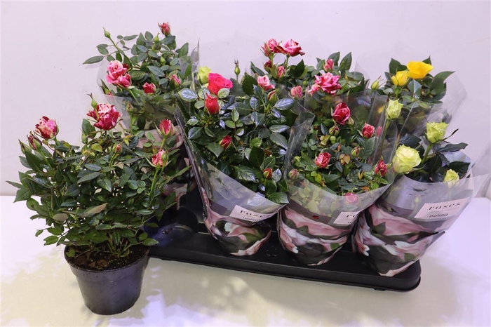 <h4>Ro Pat-hit Gem 4 Srt</h4>