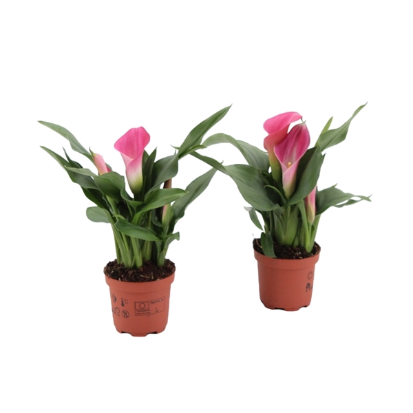 <h4>3+ Zantedeschia Zazu (Roze)</h4>