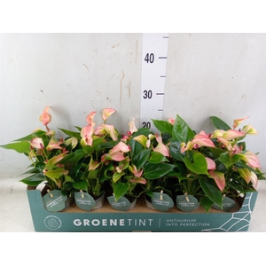 Anthurium  'Matata'