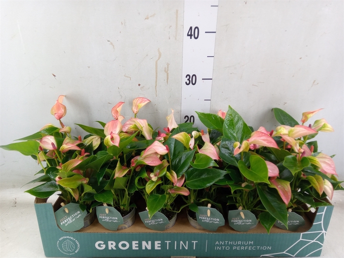 <h4>Anthurium  'Matata'</h4>
