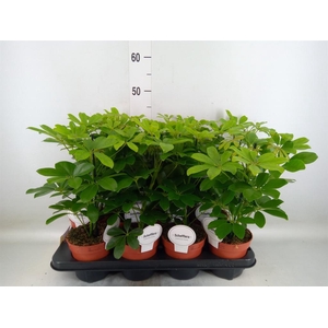 Schefflera arbor. 'Nora'