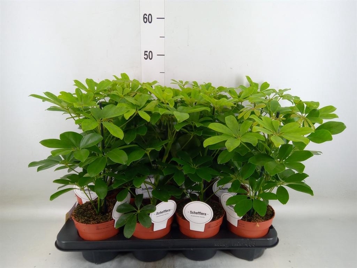 <h4>Schefflera arbor. 'Nora'</h4>