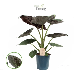 Alocasia Wenti