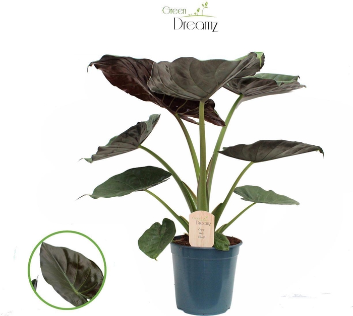 <h4>Alocasia Wenti</h4>