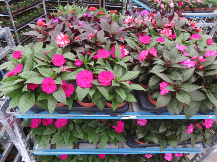 <h4>IMPAT NG MIXK 4 KL</h4>