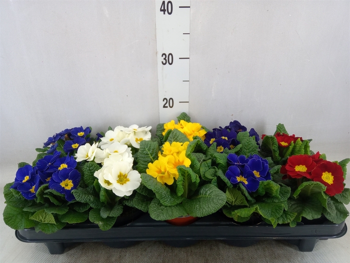 <h4>Primula ac.   ...mix</h4>