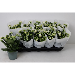 KAL GE PERFECTA WHIT