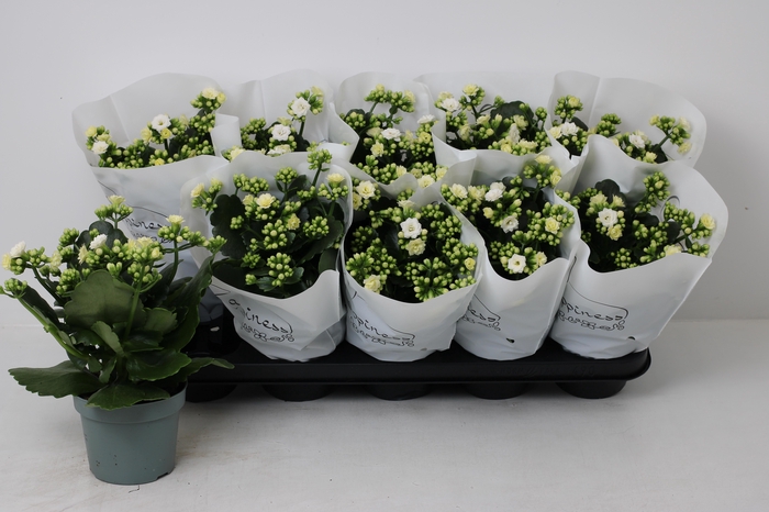 <h4>KAL GE PERFECTA WHIT</h4>